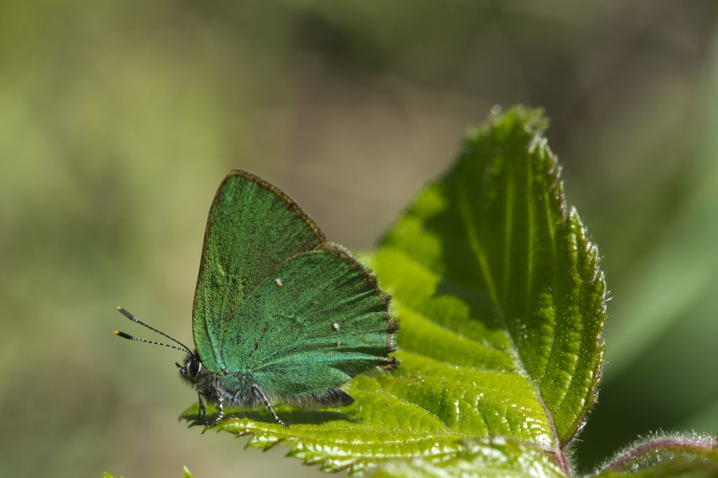 Callophrys rubi